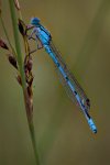 248 - COMMON BLUE DAMSELFLY - STELLING JULIAN - united kingdom <div